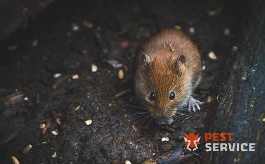 Дератизация в Чишмах